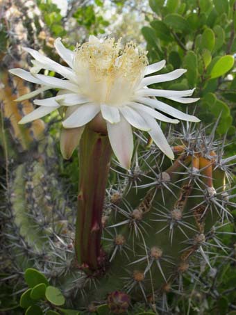 Tubular flower of Galloping cactus