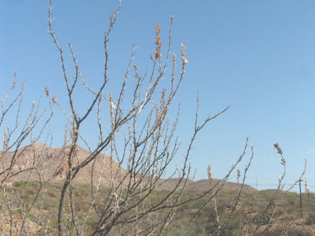 Pachycereus pecten-aboriginum cactus