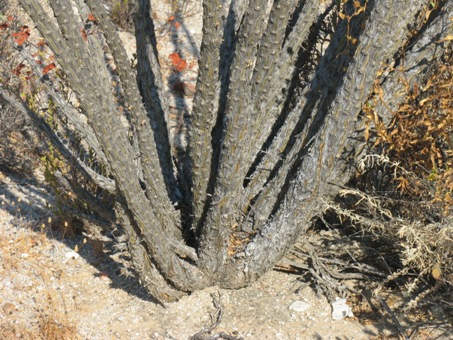 Fouquieria diguetii trunk