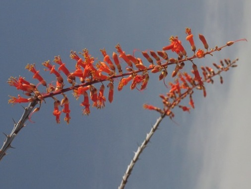 Fouquieria splendens inflorescencia