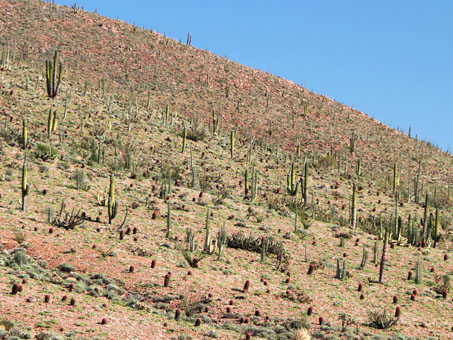 hillside vegetation