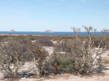 vegetación de la costa del golfo