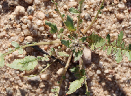 unknown desert sprout