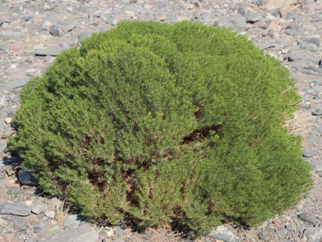 Peucephyllum schottii plant