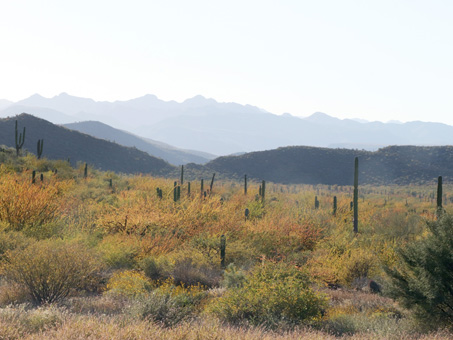 Desert valley with the shrubs and trees turning orange and yellow