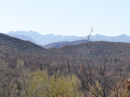 Desert valley with gray, leafless shrubs and trees