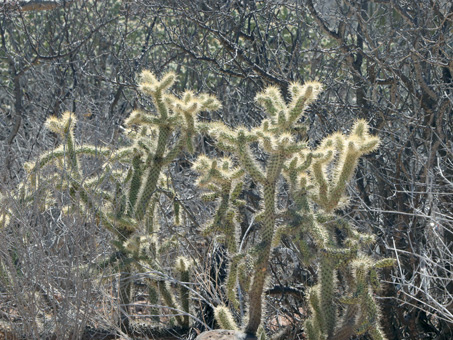 Sun shining through the spines of a cholla barbona