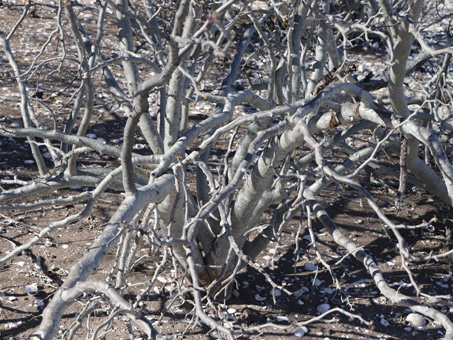 Bare gray branches of Jatropha cinerea