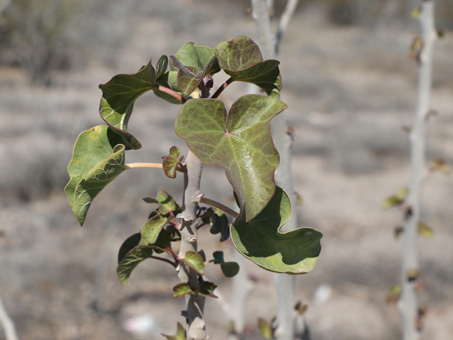 Young, heart shape leaves of Jatropha cinerea