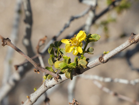 Lone yellow flower on a struggling Creosotebush