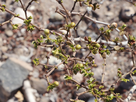 A few green leaves and flower buds on a creosotebush