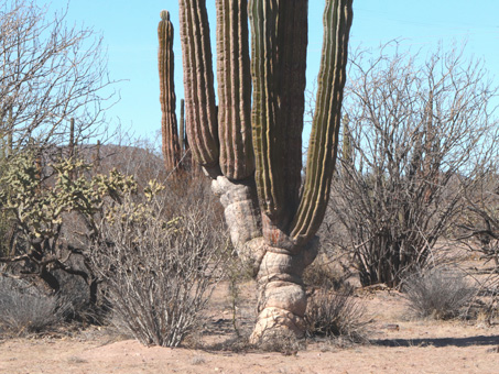 Distinctive trunk of a Cardón cactus