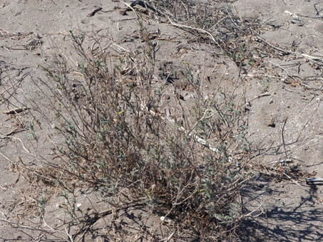 Palafoxia linearis en la duna de la playa