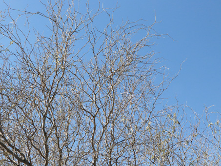 Las ramas con pocas hojas de un Mezquite