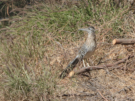 Roadrunner perched on a branch