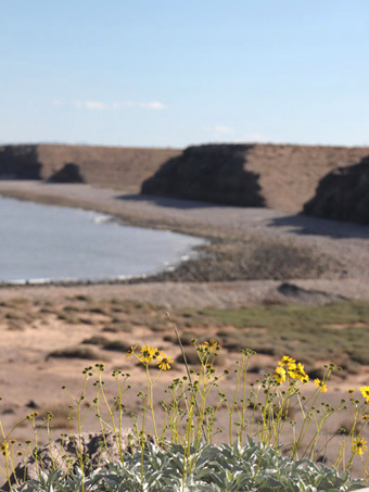 Brittlebush in foreground with seacliffs and Gulf in background