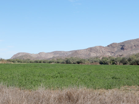 Alfalfa en el valle de Mulegé