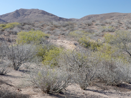 Dunes and hillsides showing mostly gray, leafless shrubs.