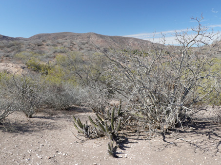 Dunes and hillsides showing mostly gray, leafless shrubs