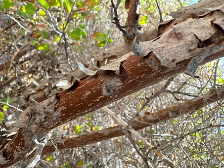 Palo colorado branches