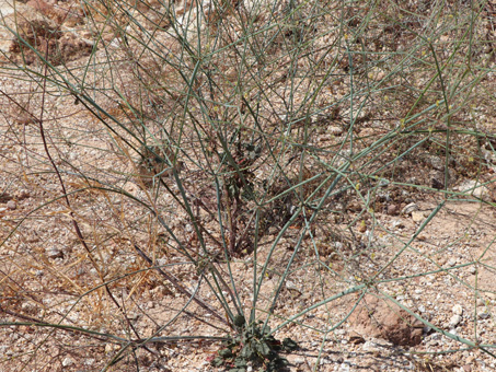 Desert Trumpet plant