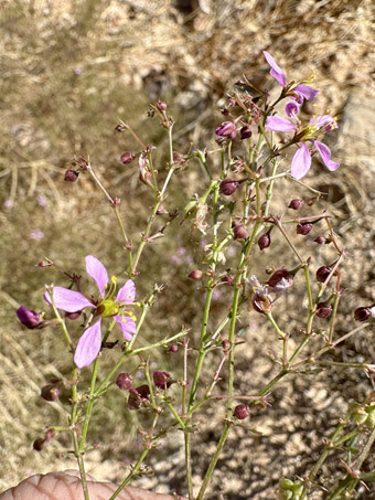 Smooth Fagonia with flowers