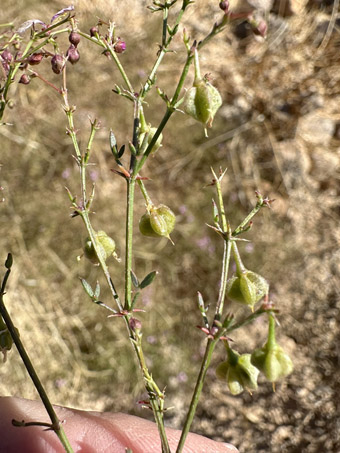 Smooth Fagonia with fruit and buds