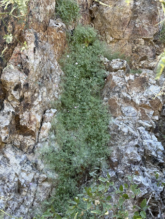 hofmeisteria plants on a cliff