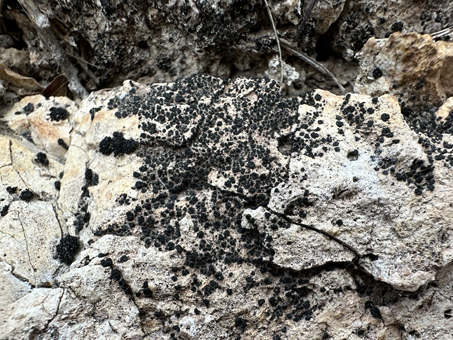 lichen negro