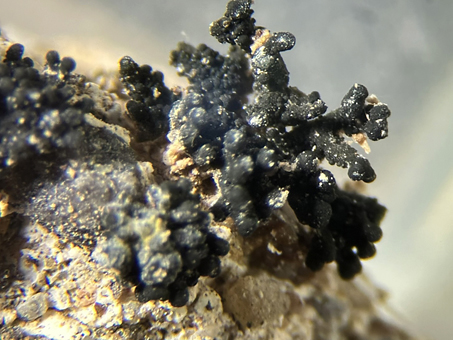 Black lichen