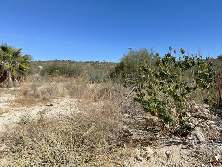 Mouth of the arroyo and scrub behind