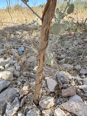 Eastwood Cluster vine climbing a bare stem