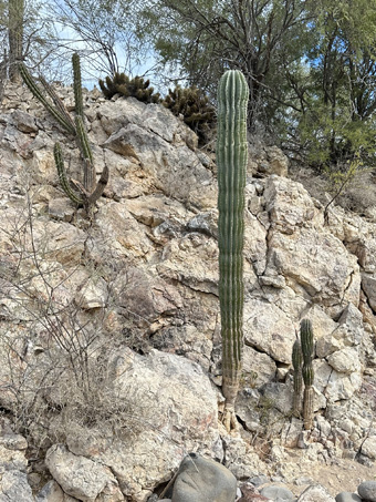 Rocky outcrop with cacti