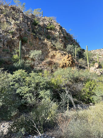 A steep, rocky outcrop with lots of plants