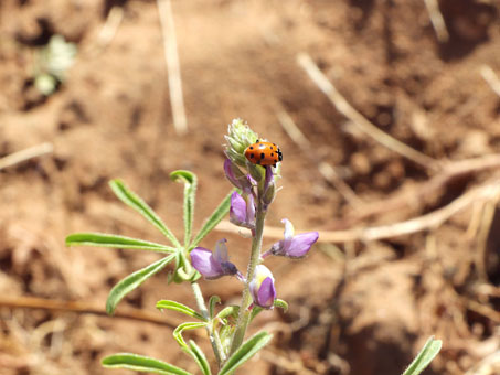 Ladybug on Lupine flowers