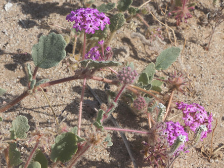 Sand verbena leaves, buds and flowers