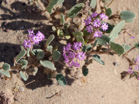 Sand verbena with flowers