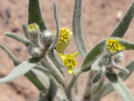 Closeup of Short-Ray Desert-Marigold flowers