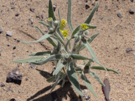 Short-ray desert-marigold plant with fuzzy leaves and tiny flowers