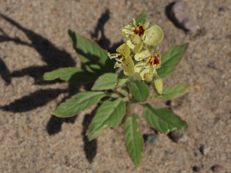 primer plano de las flores de Yuma Suncup