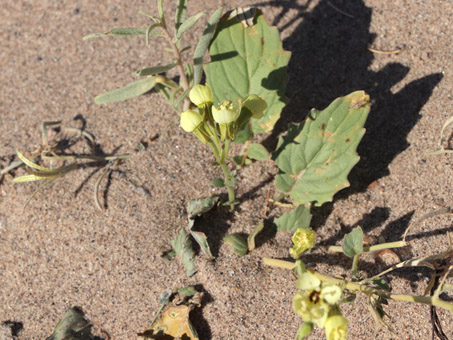 Yuma Suncup with flowers and dry fruit capsules