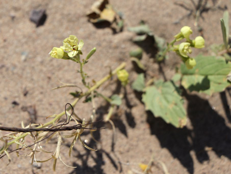Yuma Suncup con flores y las cápsulas secas