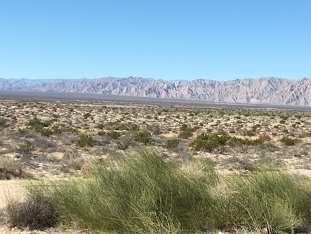 Ephedra trifurca with mountains in distance