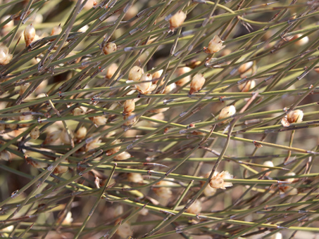Ephedra trifurca stems and inflorescences