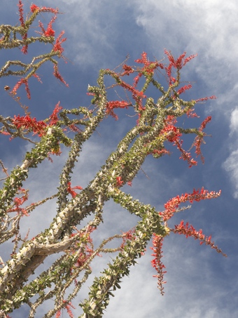 Ocotillo branches with leaves and flowers