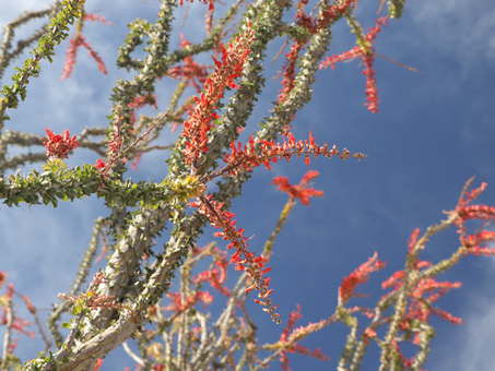ramas del Ocotillo con hojas y flores