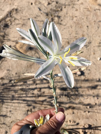 Desert Lily flowers