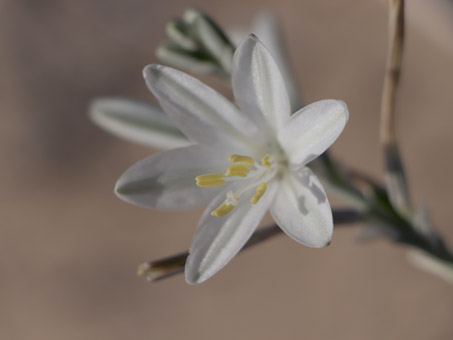 Desert lily flower