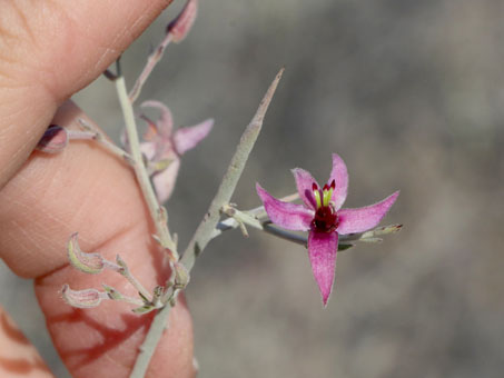flor de Krameria bicolor