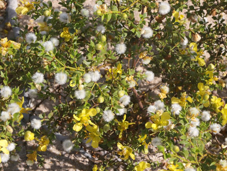 Creosotebush flowers and fruit
